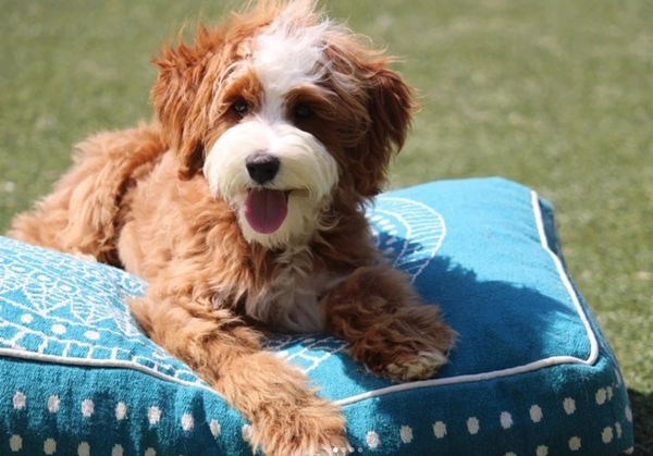 Kerry Ann Rockquemore